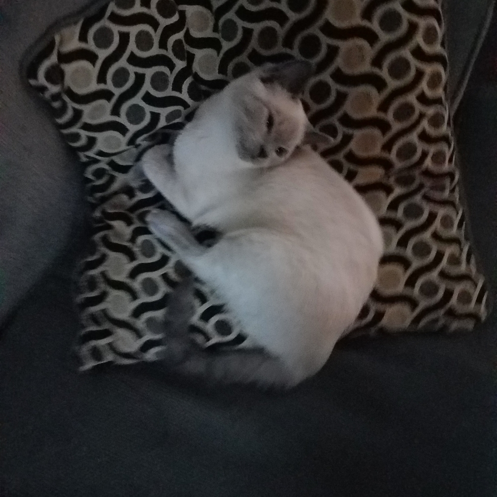 Meet your Posher, Stephanie